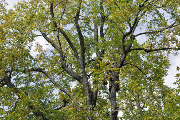 How Our Tree Care Process Works  in  Clayton, NM
